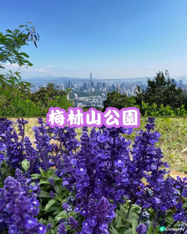 深圳福田10個必去公園-下集💐