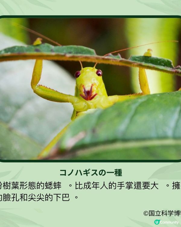 《昆蟲狂迷展》帶你走入鮮為人知的昆蟲世界13/7-14/10