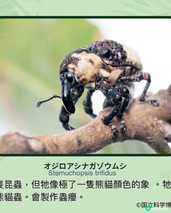 《昆蟲狂迷展》帶你走入鮮為人知的昆蟲世界13/7-14/10