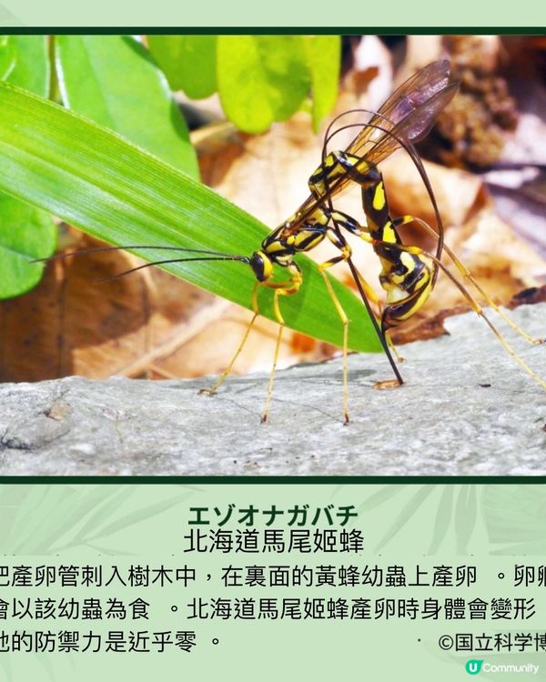 《昆蟲狂迷展》帶你走入鮮為人知的昆蟲世界13/7-14/10