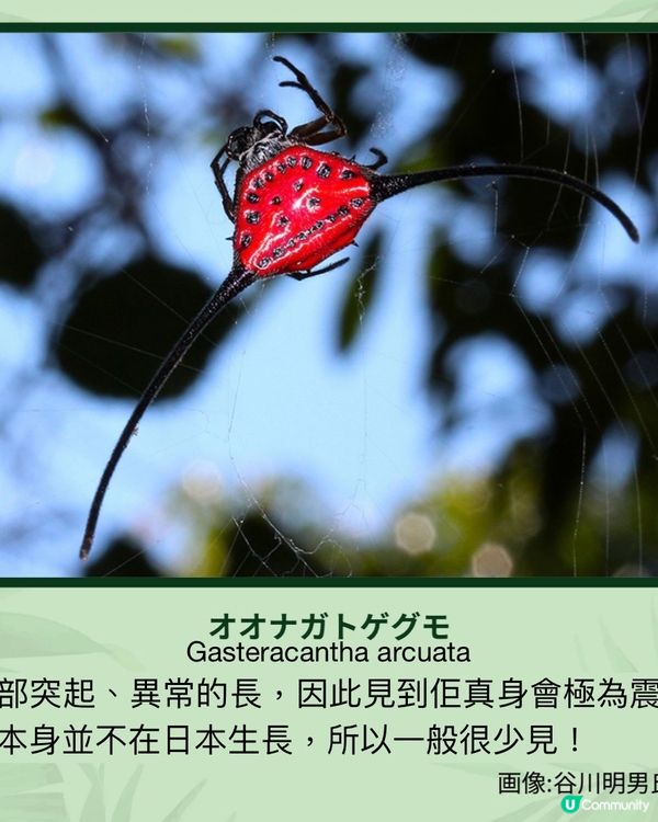 《昆蟲狂迷展》帶你走入鮮為人知的昆蟲世界13/7-14/10