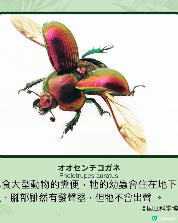 《昆蟲狂迷展》帶你走入鮮為人知的昆蟲世界13/7-14/10