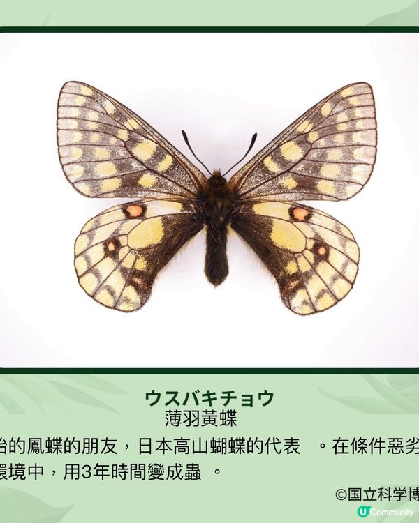 《昆蟲狂迷展》帶你走入鮮為人知的昆蟲世界13/7-14/10