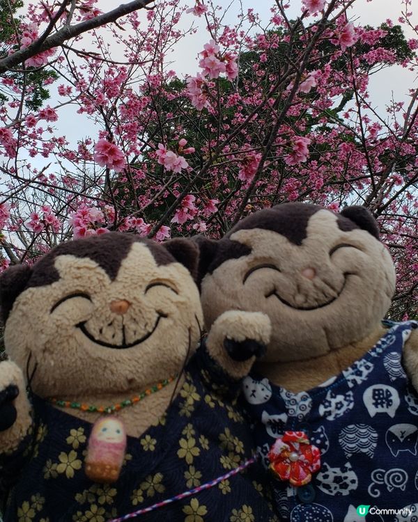 沖繩🌸 寒緋櫻