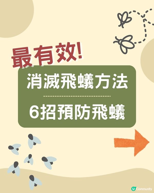 飛蟻變白蟻｜預防飛蟻｜最有效消滅飛蟻方法+ 6招預防飛蟻方法