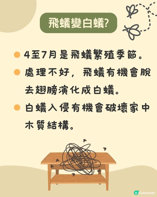 飛蟻變白蟻｜預防飛蟻｜最有效消滅飛蟻方法+ 6招預防飛蟻方法