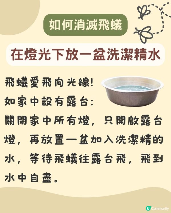 飛蟻變白蟻｜預防飛蟻｜最有效消滅飛蟻方法+ 6招預防飛蟻方法