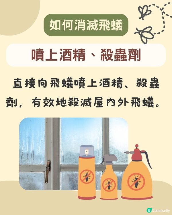 飛蟻變白蟻｜預防飛蟻｜最有效消滅飛蟻方法+ 6招預防飛蟻方法