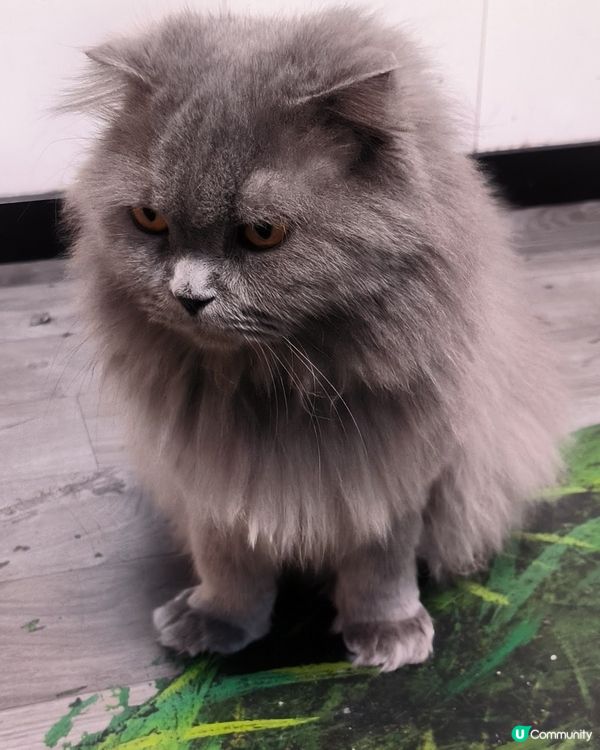 你太有吸引力啦，喵🐱🐱