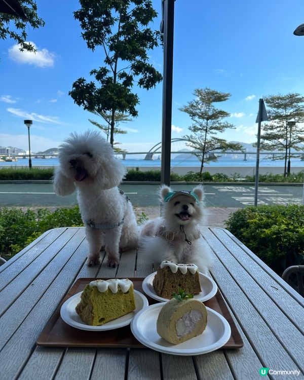 dog friendly cafe 🍵 