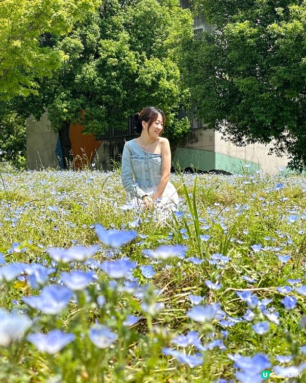 舍人公園 粉碟花