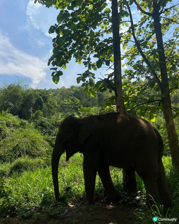 清邁保育大笨象之行🥰
