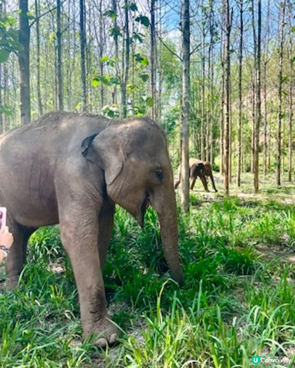 清邁保育大笨象之行🥰