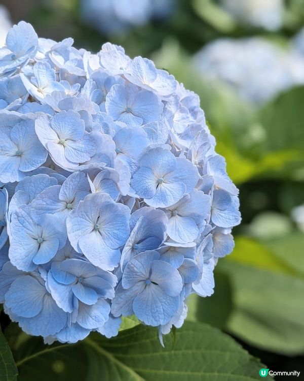 🇯🇵6月限定繡球花の御守 | 打卡攻略