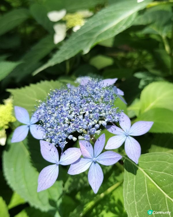 🇯🇵6月限定繡球花の御守 | 打卡攻略