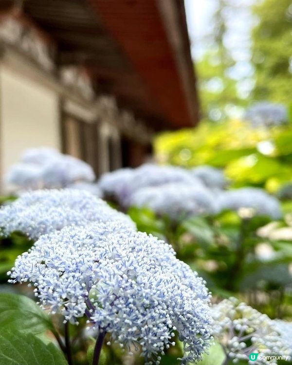 🇯🇵6月限定繡球花の御守 | 打卡攻略