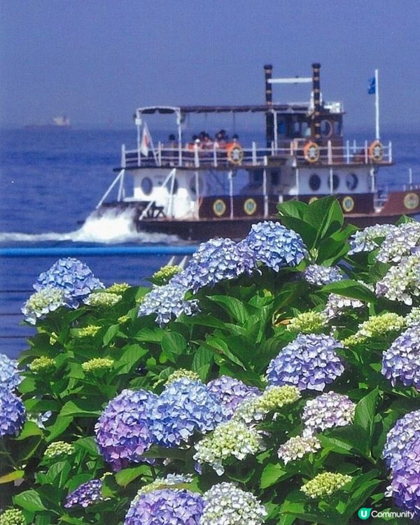 🇯🇵6月限定繡球花の御守 | 打卡攻略