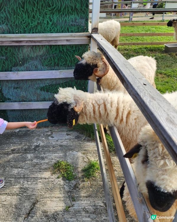 零距離親親草泥馬 羊羊