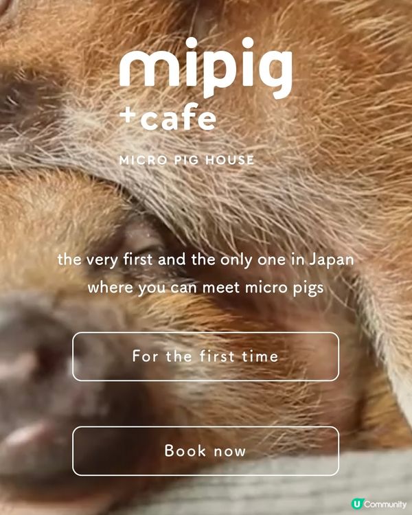 日本親子遊攻略 🐷🐽Mi Pig cafe 