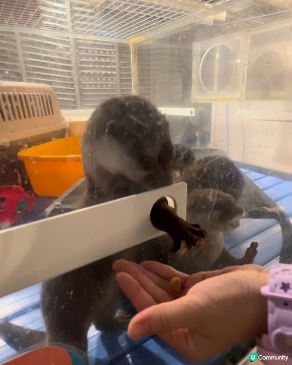 ｛日本親子遊推介｝HARRY 水獺🦦刺蝟 🦔兔仔cafe 