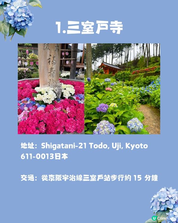 京都7大繡球花觀賞地😍10萬棵繡球花超震撼 西日本最大規模💙