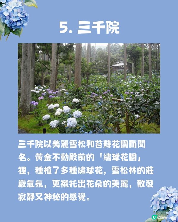 京都7大繡球花觀賞地😍10萬棵繡球花超震撼 西日本最大規模💙