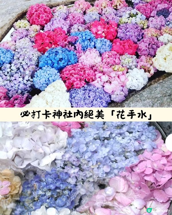 福岡7大繡球花景點💜7萬株盛開超壯觀😍附交通方法🇯🇵