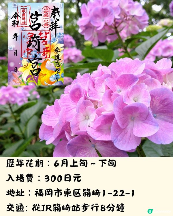 福岡7大繡球花景點💜7萬株盛開超壯觀😍附交通方法🇯🇵