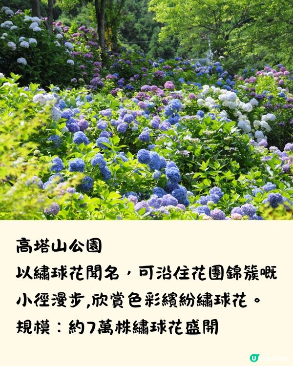 福岡7大繡球花景點💜7萬株盛開超壯觀😍附交通方法🇯🇵