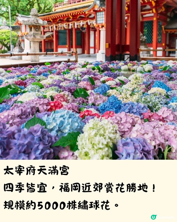 福岡7大繡球花景點💜7萬株盛開超壯觀😍附交通方法🇯🇵