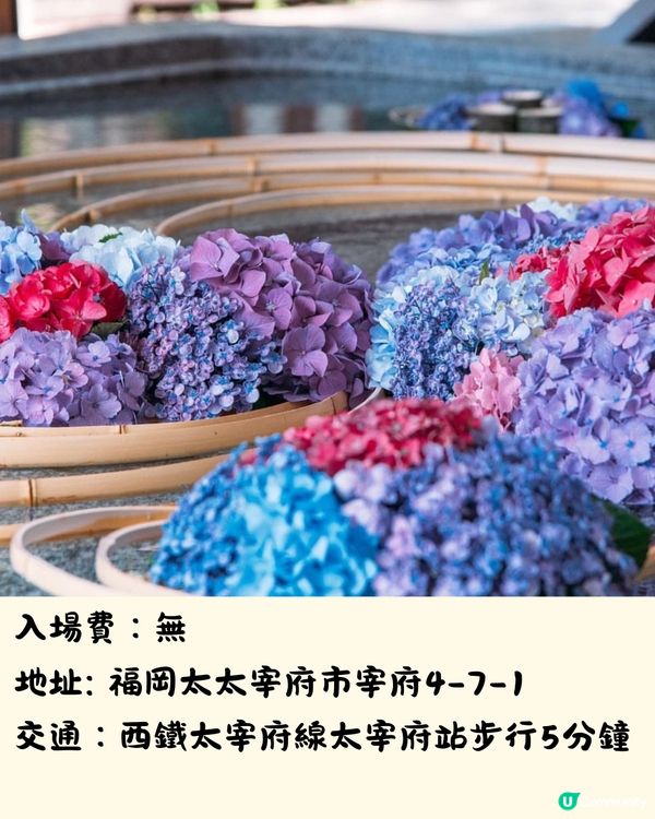 福岡7大繡球花景點💜7萬株盛開超壯觀😍附交通方法🇯🇵