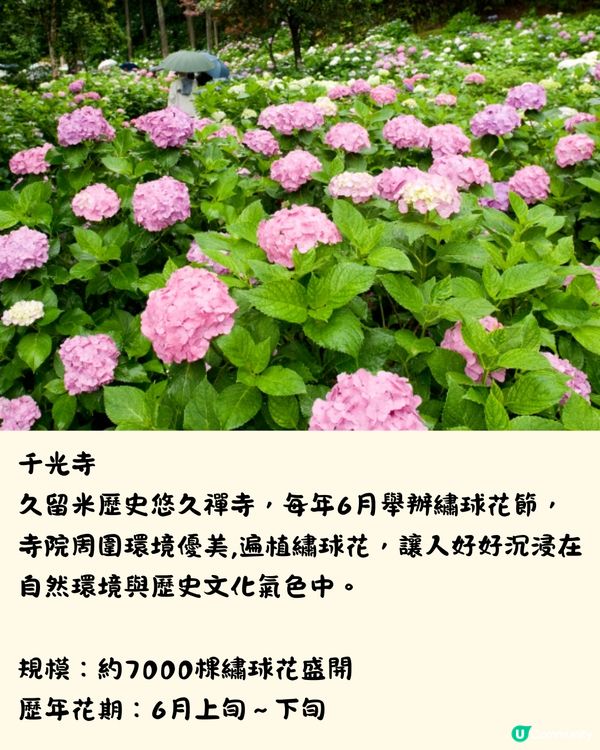 福岡7大繡球花景點💜7萬株盛開超壯觀😍附交通方法🇯🇵