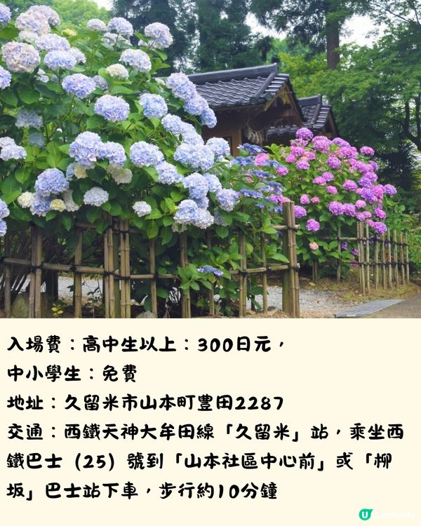 福岡7大繡球花景點💜7萬株盛開超壯觀😍附交通方法🇯🇵