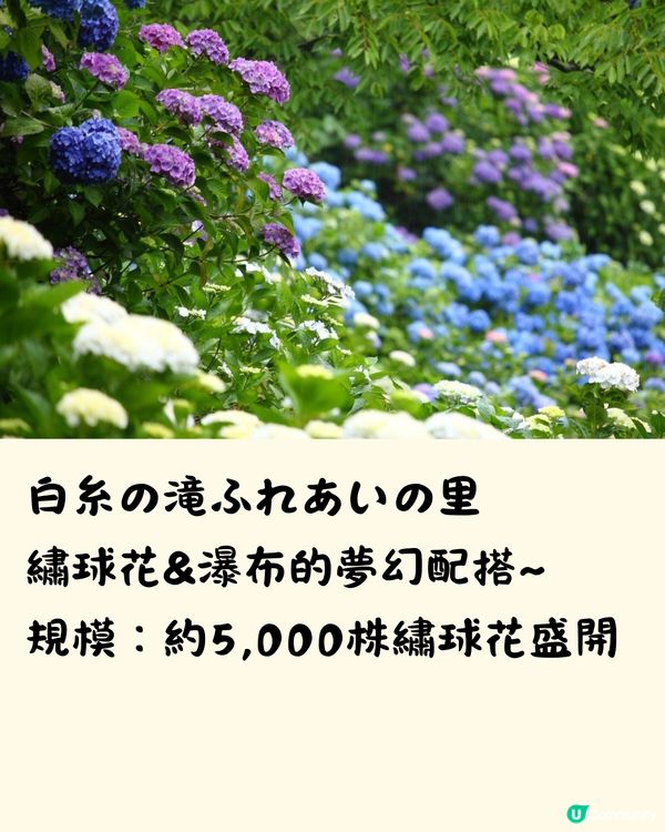 福岡7大繡球花景點💜7萬株盛開超壯觀😍附交通方法🇯🇵