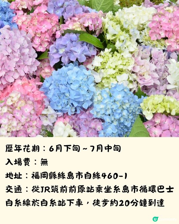 福岡7大繡球花景點💜7萬株盛開超壯觀😍附交通方法🇯🇵