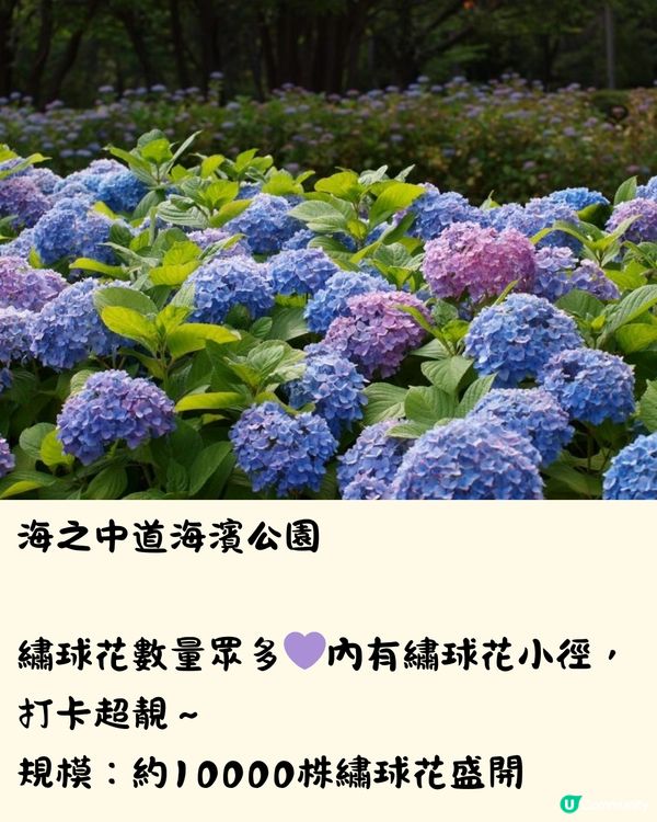 福岡7大繡球花景點💜7萬株盛開超壯觀😍附交通方法🇯🇵