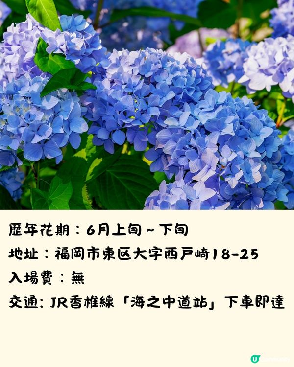 福岡7大繡球花景點💜7萬株盛開超壯觀😍附交通方法🇯🇵