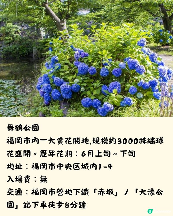 福岡7大繡球花景點💜7萬株盛開超壯觀😍附交通方法🇯🇵