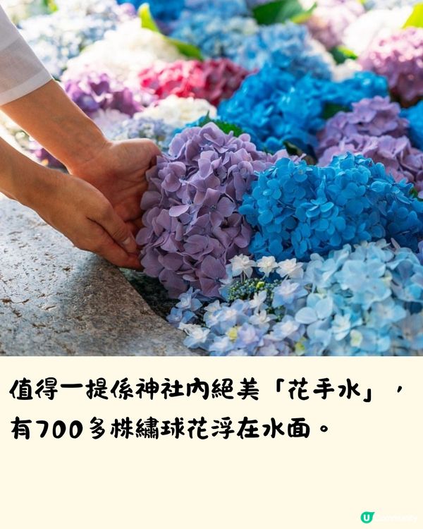 福岡7大繡球花景點💜7萬株盛開超壯觀😍附交通方法🇯🇵