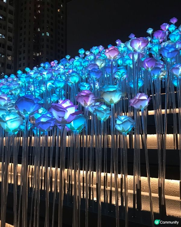 夏日好去處·花海