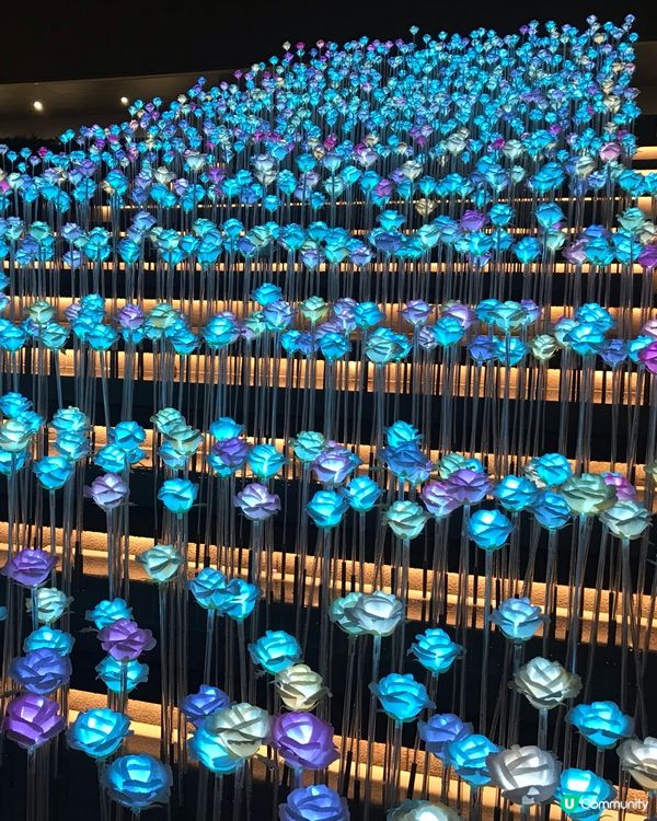 夏日好去處·花海