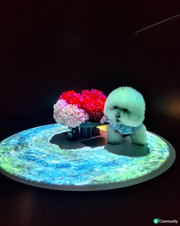 【🐶狗狗同樂日】NAKED FLOWERS 花舞光影展香港