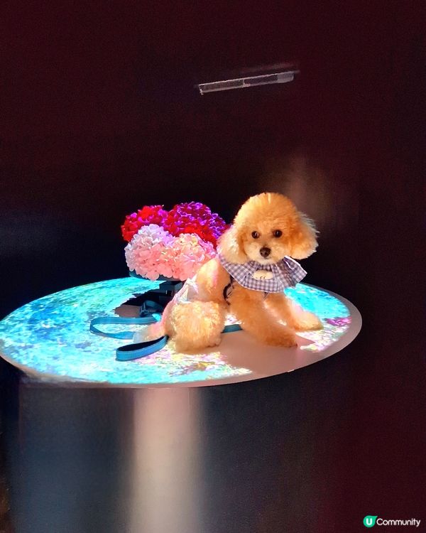 【🐶狗狗同樂日】NAKED FLOWERS 花舞光影展香港