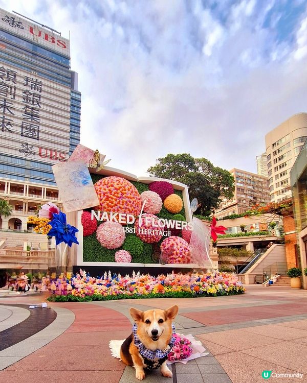 【🐶狗狗同樂日】NAKED FLOWERS 花舞光影展香港