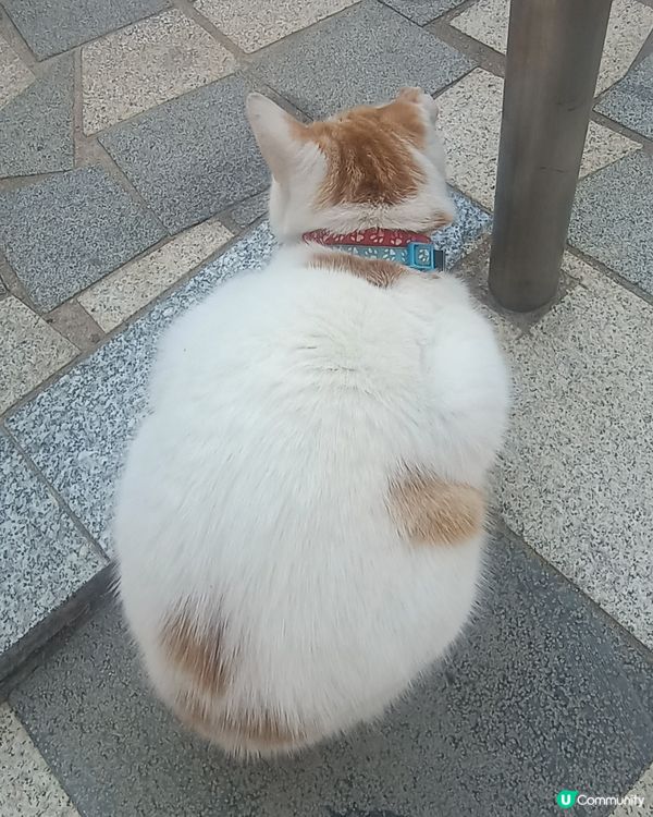 “大家好, 我叫棉花糖, 係貓界影后”