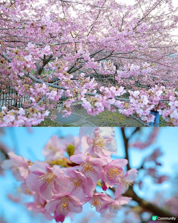 大阪京都淀水路 河津櫻🌸 