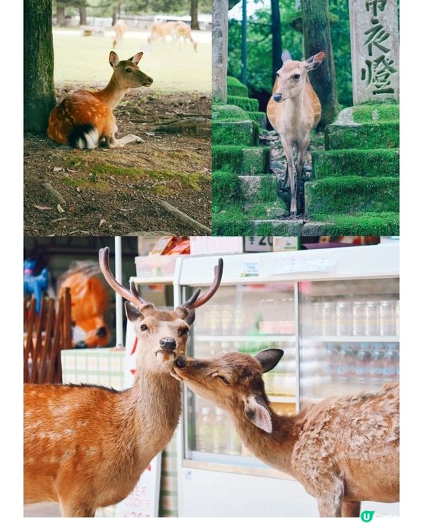 ✨️奈良公園餵鹿鹿😍中村藤吉 ✨️