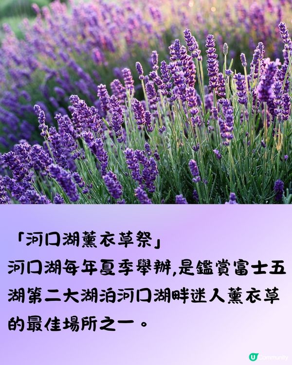 富士山河口湖薰衣草祭2024即將開催🪻附交通方法🇯🇵