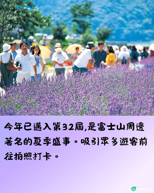 富士山河口湖薰衣草祭2024即將開催🪻附交通方法🇯🇵