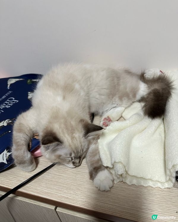 如何教一隻貓女訓得斯文d？🤣